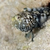 blenny_sailfin_bs_lc_h_0569_cay1116.jpg
